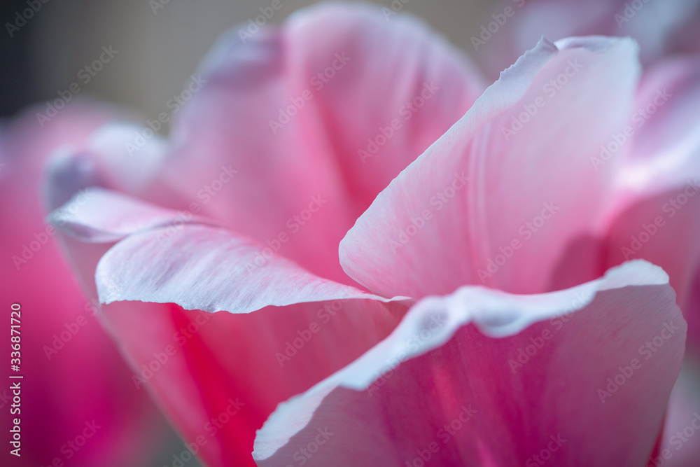 Pink tulip with selective focus on petals