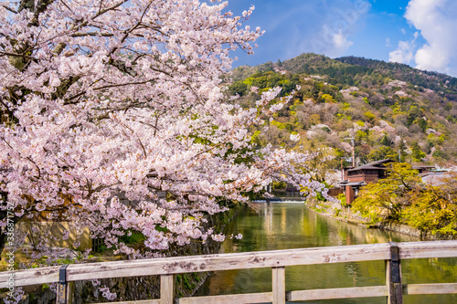 日本の春の風景 嵐山の桜 京都
