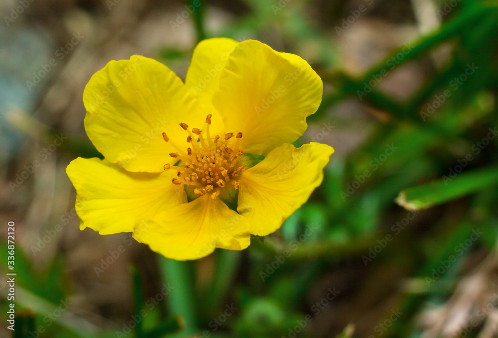 yellow flower yellow flower