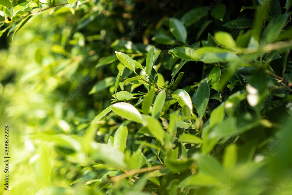 Blurred Background of green tree with bokeh sun light. Background concept for natural summer and spring season. Blurred Background of green tree with bokeh sun light. Background concept for natural summer and spring season.