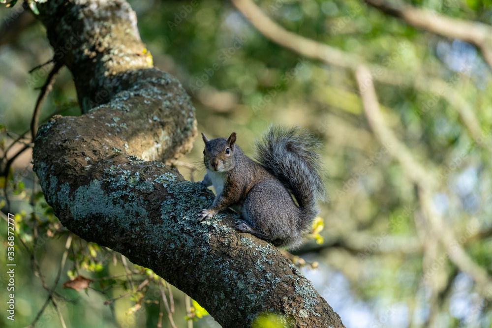 Funny cute squirrel on a tree in the Golden Gate Park Funny cute squirrel on a tree in the Golden Gate Park