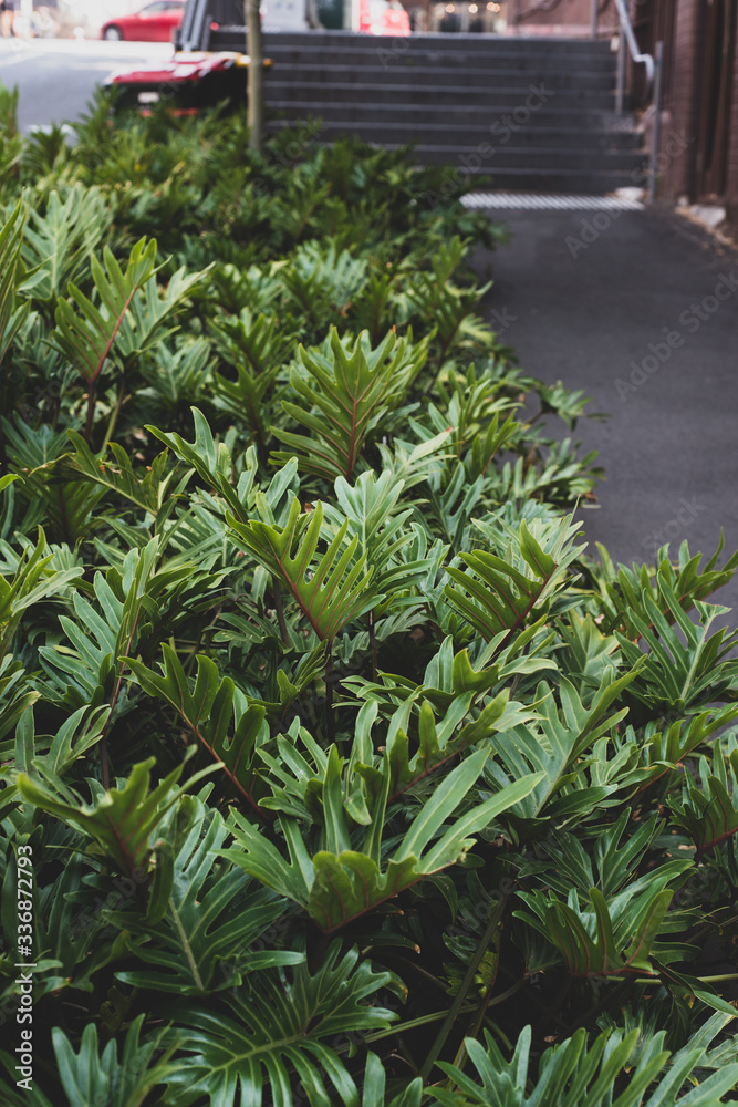 philodendron plants on sidewalk in the city philodendron plants on sidewalk in the city