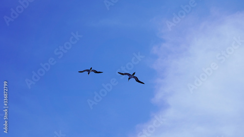 Seagulls soaring in the blue sky