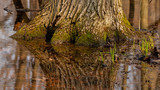tree stump in the swamp water