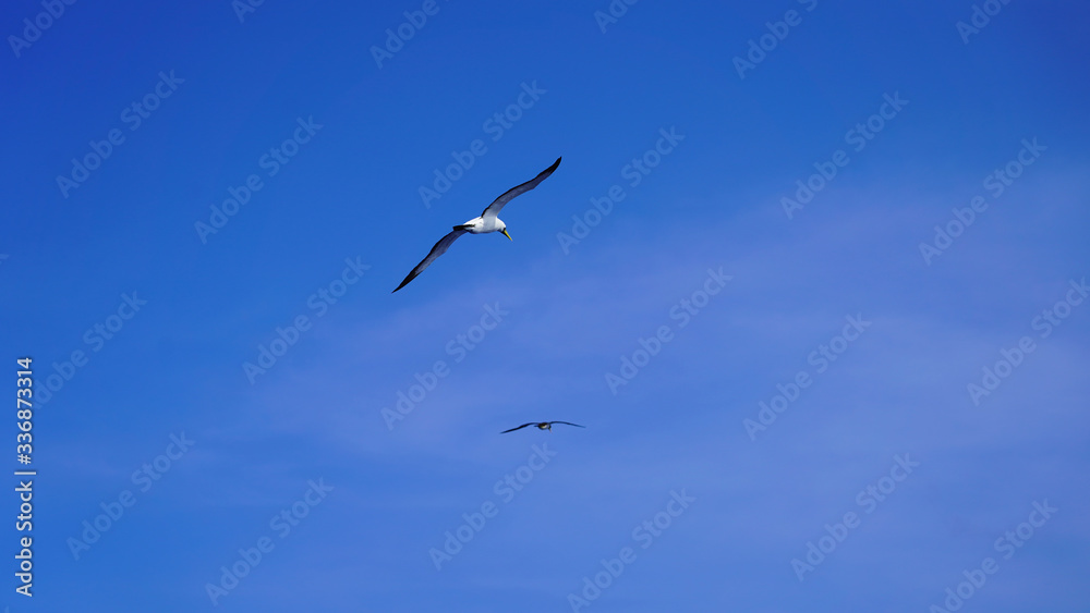 Albatross against a clear blue sky over the Pacific Ocean. close flying seagulls against the sky with clouds taiwan. bird flight freedom
Albatross against a clear blue sky over the Pacific Ocean. close flying seagulls against the sky with clouds taiwan. bird flight freedom