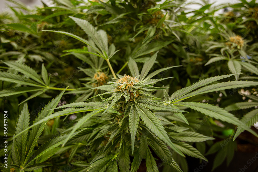Indoor marijuana growing of cannabis plants with fresh green leaves green blurred background