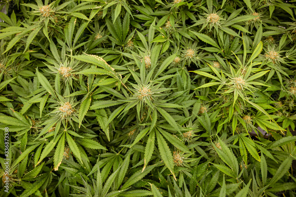 Cannabis Texture Marijuana Leaf Pile Background for pot industry legal vape Cannabis Texture Marijuana Leaf Pile Background for pot industry legal vape