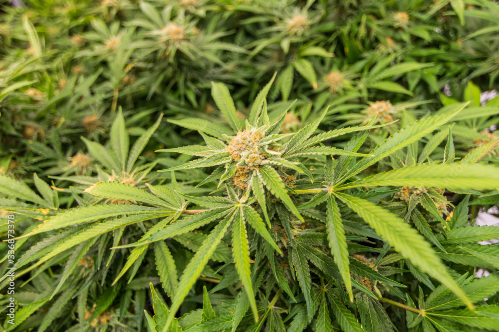 Indoor growing of marijuana plant leaves with trichomes showing cannabis mother plants