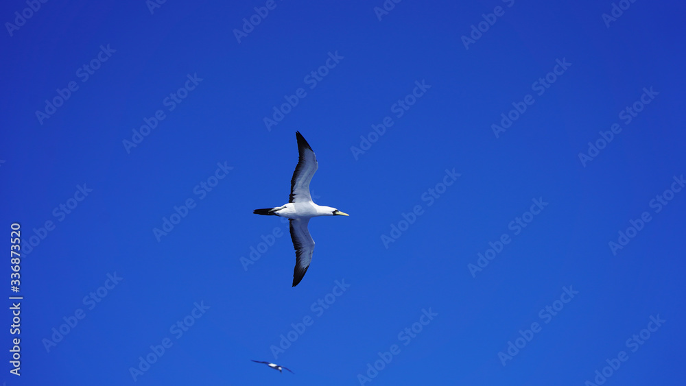 
Albatross against a clear blue sky over the Pacific Ocean. close flying seagulls against the sky with clouds taiwan. bird flight freedom