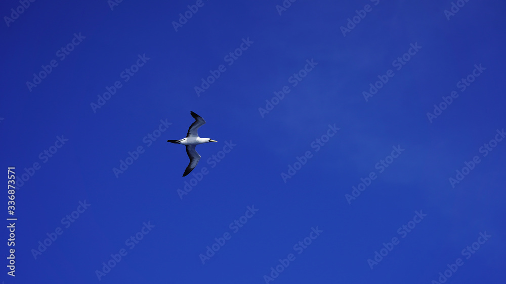 Albatross against a clear blue sky over the Pacific Ocean. close flying seagulls against the sky with clouds taiwan. bird flight freedom
Albatross against a clear blue sky over the Pacific Ocean. close flying seagulls against the sky with clouds taiwan. bird flight freedom