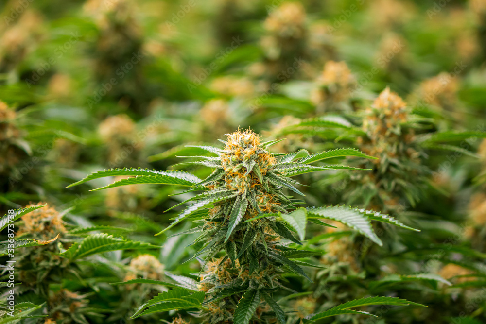 Closeup of marijuana flower for cannabis industry showing pistils & pollen fresh green plant