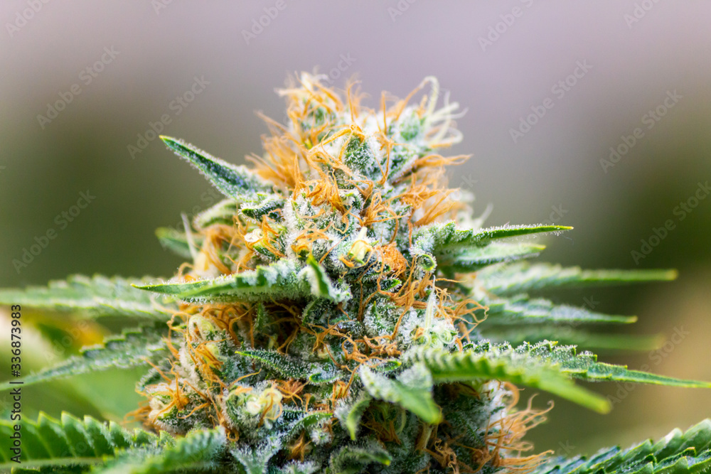 Macro of isolated marijuana leaf with blurred green background showing pistils & pollen cannabis plant Macro of isolated marijuana leaf with blurred green background showing pistils & pollen cannabis plant