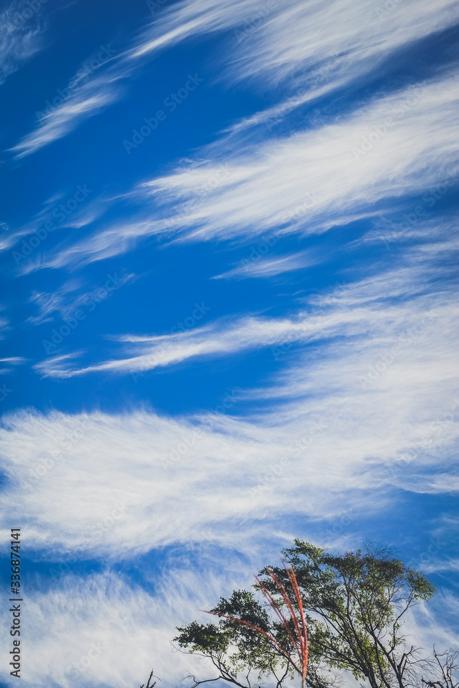 beautiful blue sky with top of the tree beautiful blue sky with top of the tree