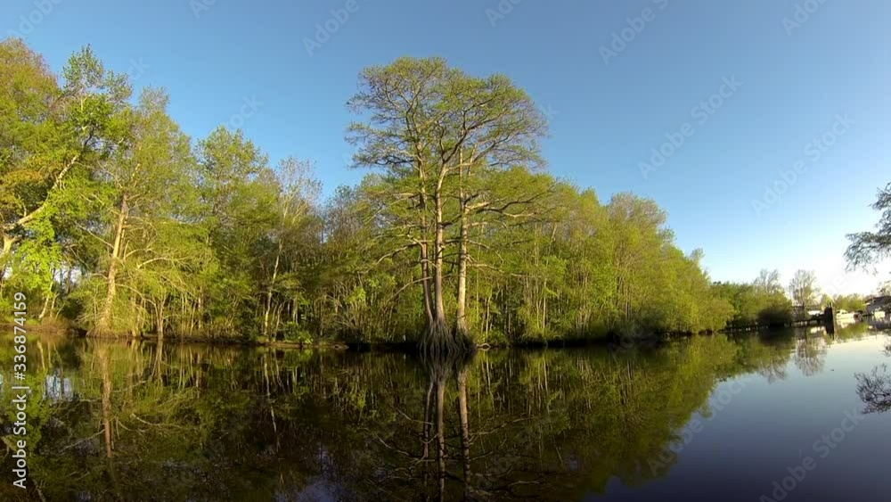Boat-mounted forward trucking shot of cypress tree in mid-river. Long-shot becomes close-up. Light ripples reflect off water onto tree trunk. Boat-mounted forward trucking shot of cypress tree in mid-river. Long-shot becomes close-up. Light ripples reflect off water onto tree trunk.
