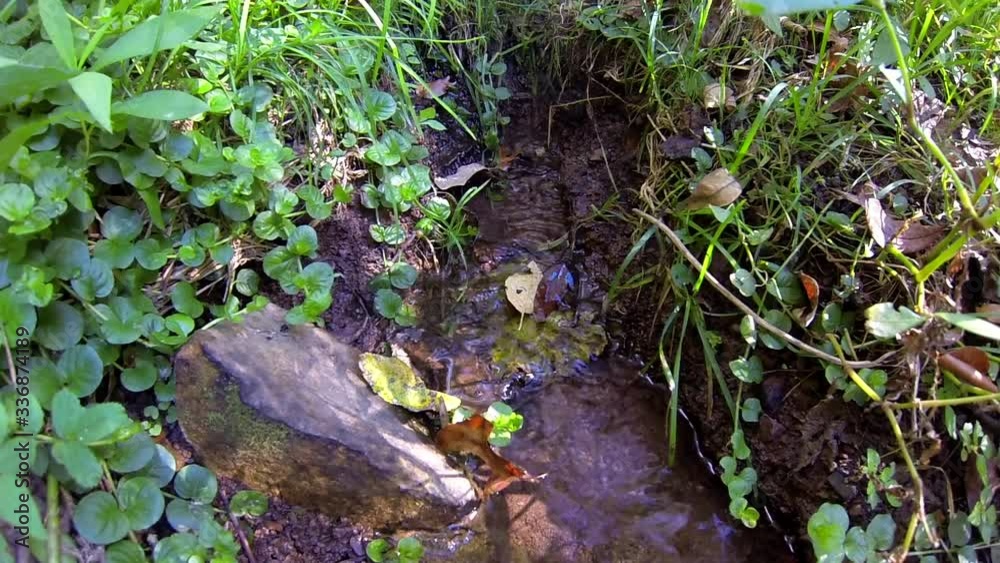 Small rivulet flows near aquatic plants and rock. Small rivulet flows near aquatic plants and rock.