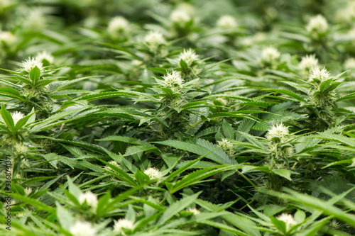 Fresh Green Marijuana Leaves blurred background for outdoor growing industry Marijuana plants