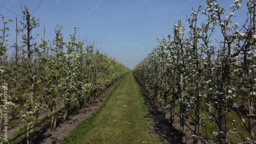 Walking between two rows of fruit trees in bloom in a pear orchard. Walking between two rows of fruit trees in bloom in a pear orchard.
