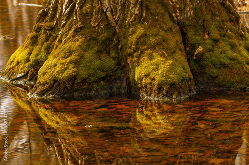 Fototapeta Naklejka Na Ścianę i Meble -  tree stump in the water