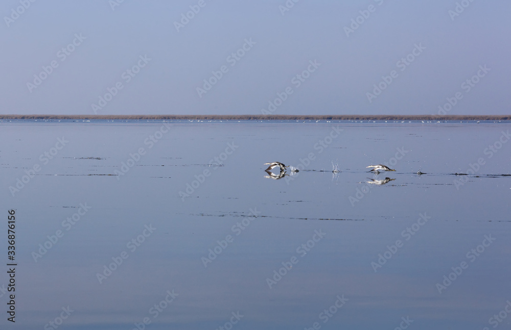 Family of wild swans. Astrakhan region. Russia. Family of wild swans. Astrakhan region. Russia.