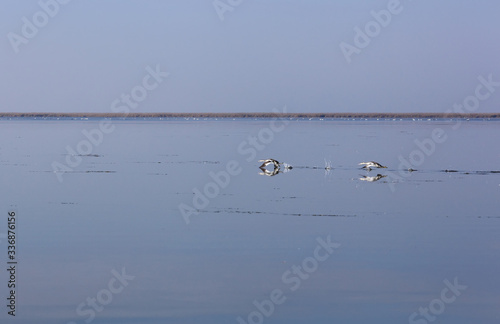 Family of wild swans. Astrakhan region. Russia. © as_trofey