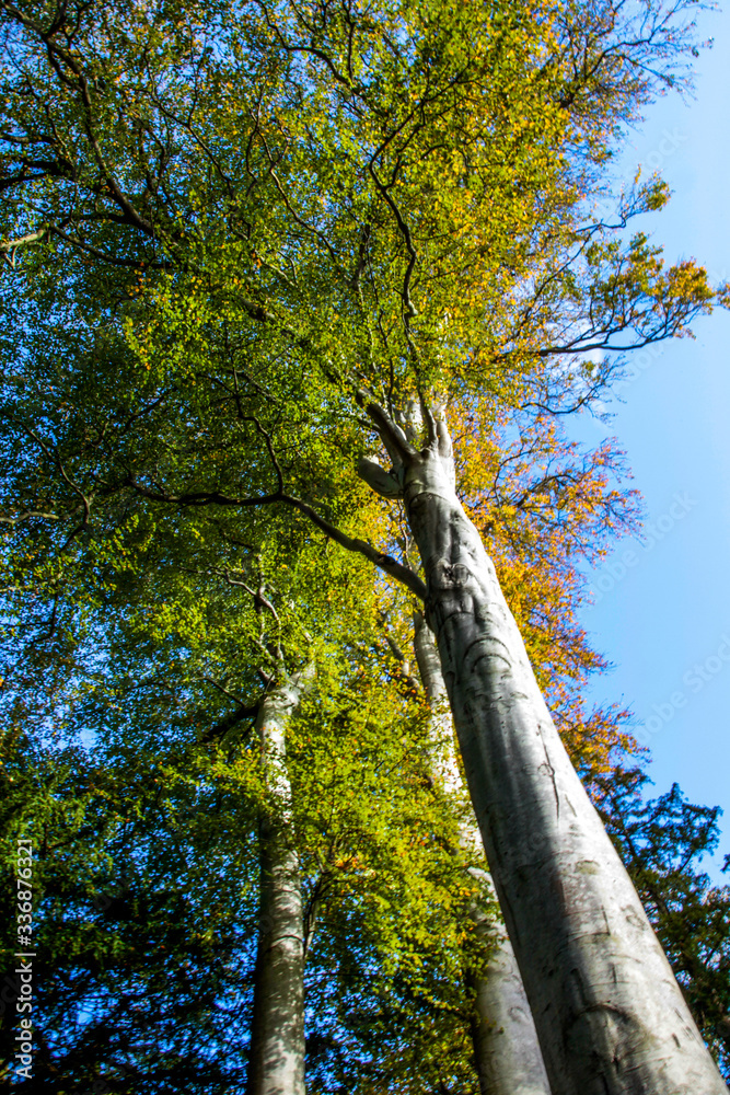 Fototapeta premium Trees in autumn season, Bodnant Garden, National Trust