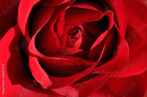 Close up of the top of a red rose with unfurling petals in sunshine