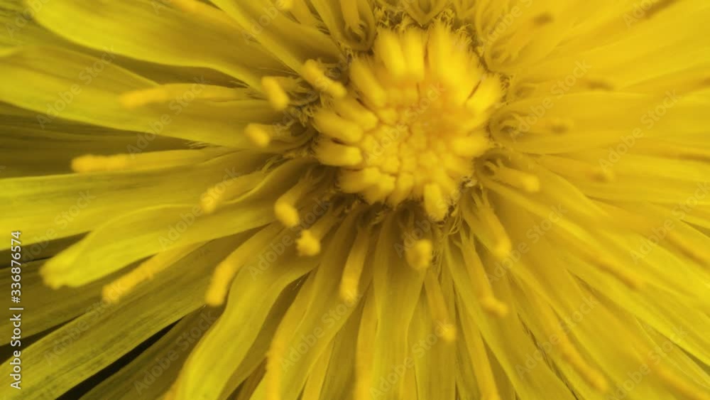 Yellow dandelion flower rotate while blooming, extreme macro botancal nature