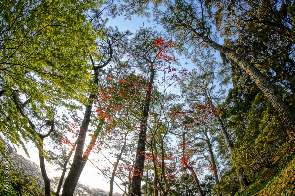 Fototapeta premium 桜と春と青春と輝く絶景 