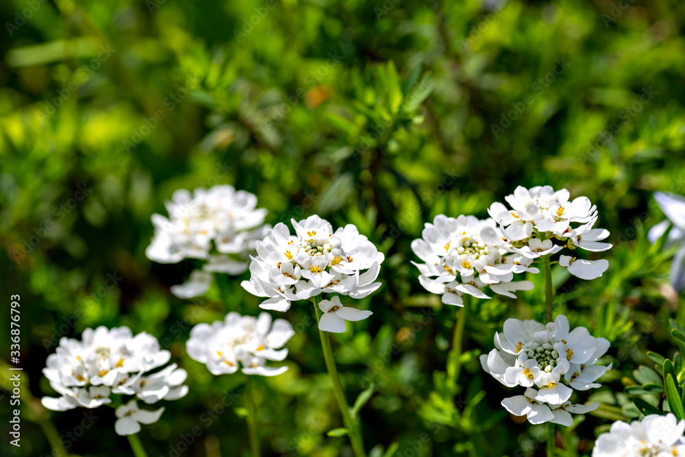 Full blooming of candytuft (Iberis) in Japan in spring Full blooming of candytuft (Iberis) in Japan in spring