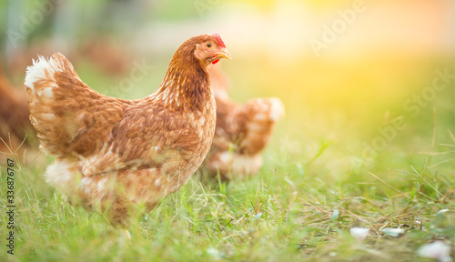 Chickens walk on the grass in the morning.