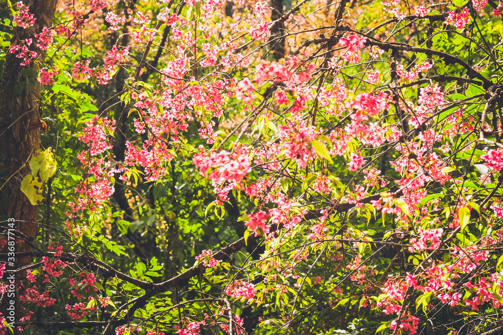  Wild Himalayan Cherry pink flower with forest background