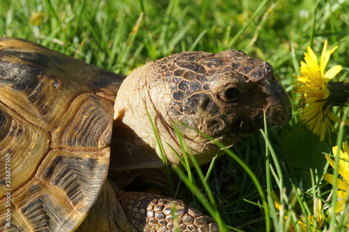 turtle on the grass
