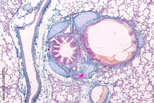 Education anatomy and Histological sample of Human under the microscope.
 photo