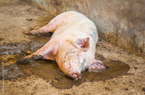 dirty single pig in the farm waiting to be killed,pig in the farm looking at camera..