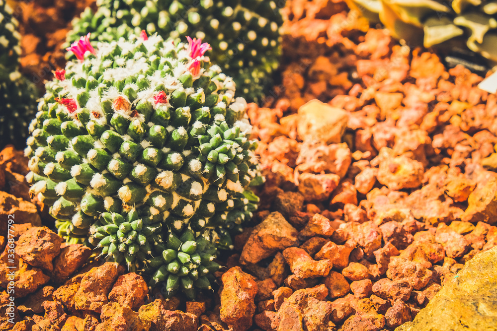 Cactus in the farming garden with soil background