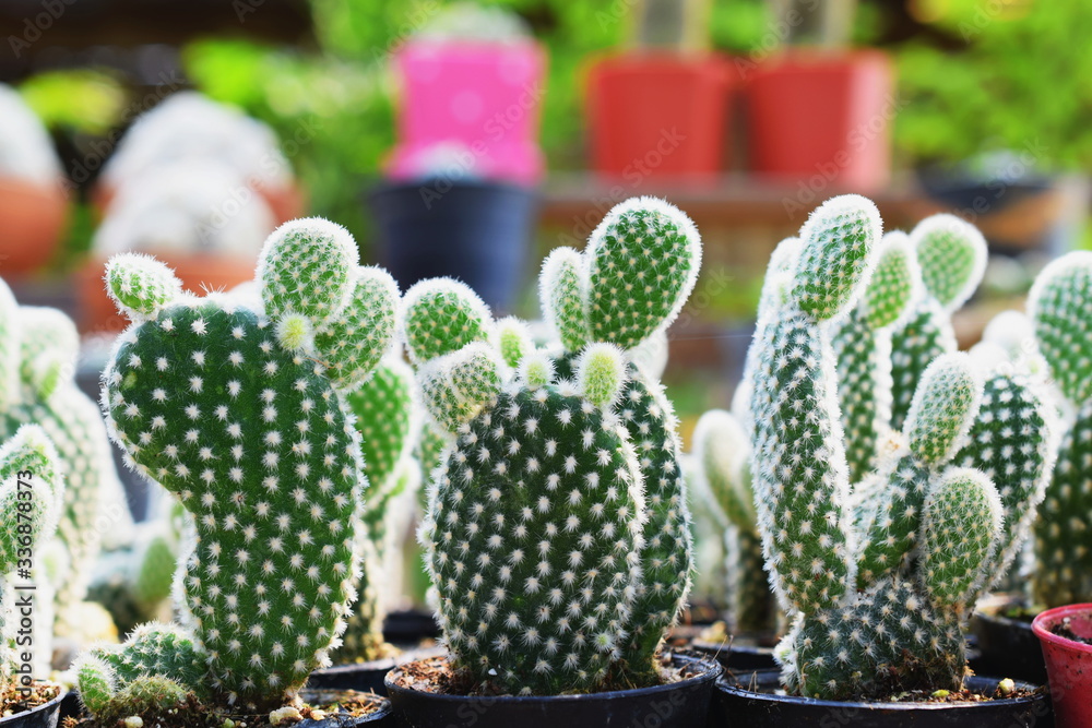 Green Cactus Succulent Small Plant Home Garden Green Cactus Succulent Small Plant Home Garden