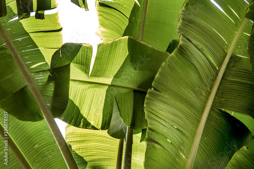 Canvastavla Stacked green banana leaf stem,Tropical leaf texture in garden,abstract nature green background