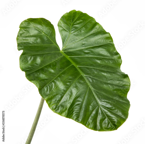Colocasia esculenta leaf( Elephant ear)Tropical foliage isolated on white background,with clipping path.
