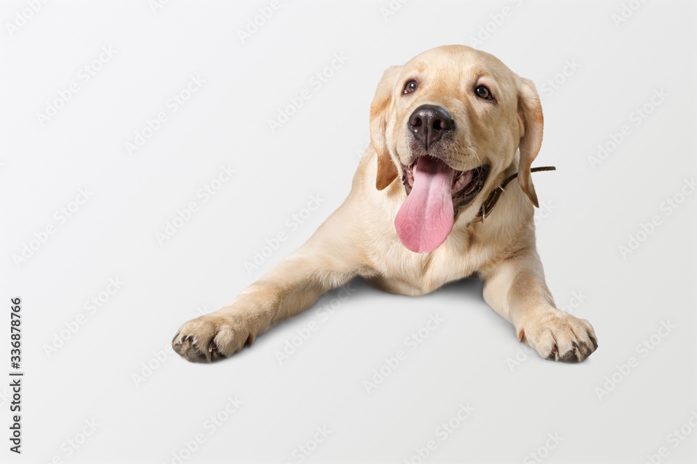 Adorable. Adorable.