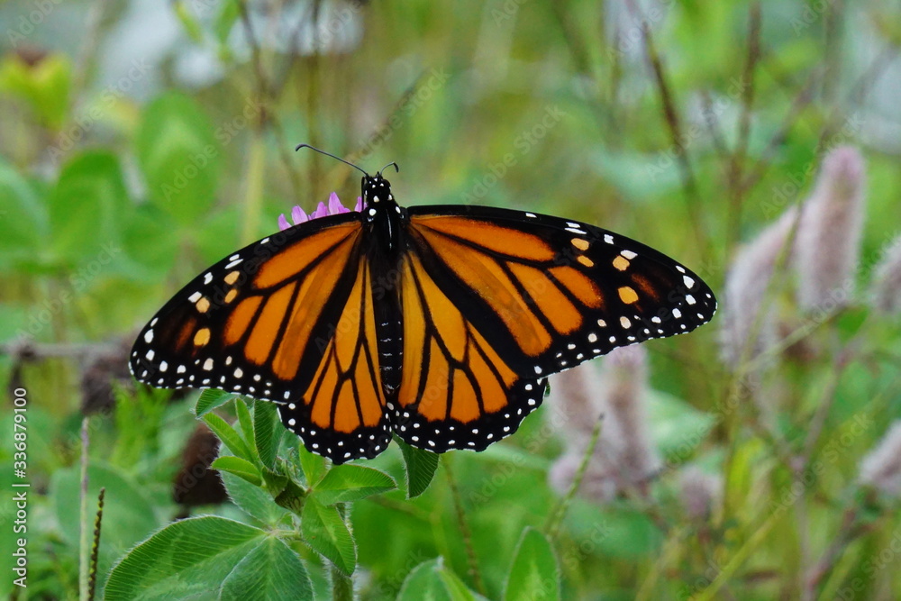 butterfly on a flower butterfly on a flower