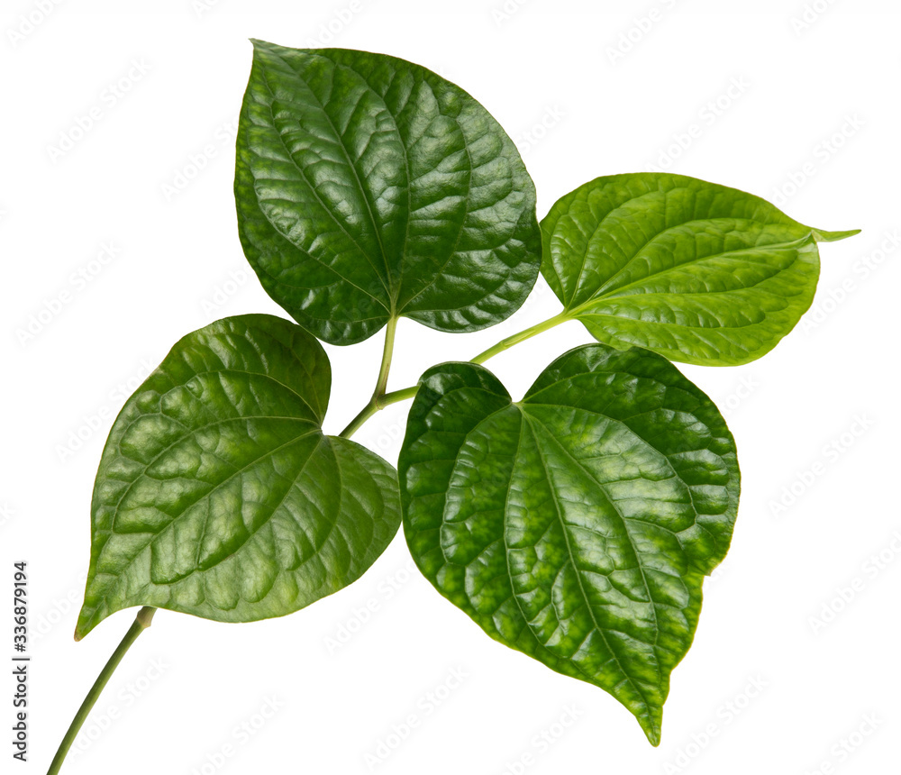 Piper sarmentosum leaf(Wildbetal Leafbush)tropical isolated on white background,with clipping path.