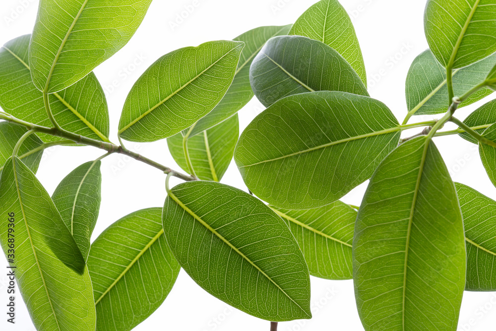 Green Ficus annulata leaf(Banyan Tree) Tropical isolate on white background,with clipping path. Green Ficus annulata leaf(Banyan Tree) Tropical isolate on white background,with clipping path.