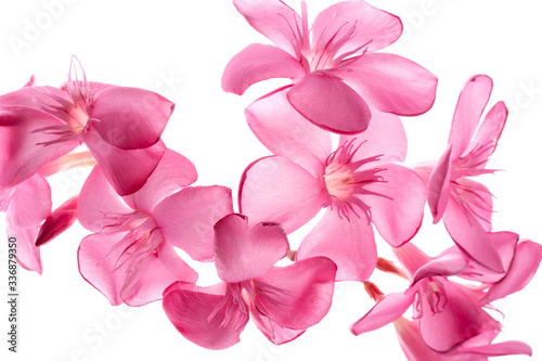 Purple  Plumeria flowers  Frangipani Tropical isolate on white background with clipping path.