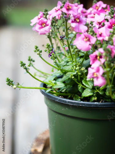 Close up shot of pink diascia flowers in plastic pot