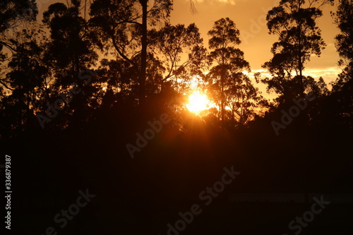 sunset in the forest