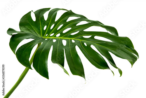 Tropical jungle Monstera leaves isolated, Swiss Cheese Plant, isolated on white background,with clipping path.