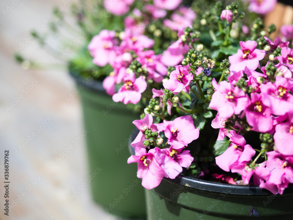 Naklejka premium Pink diascia flowers in plastic pots on wooden deck ready to be planted