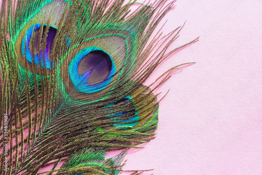 Fototapeta premium Colorful and Artistic Peacock Feathers. best texture background
