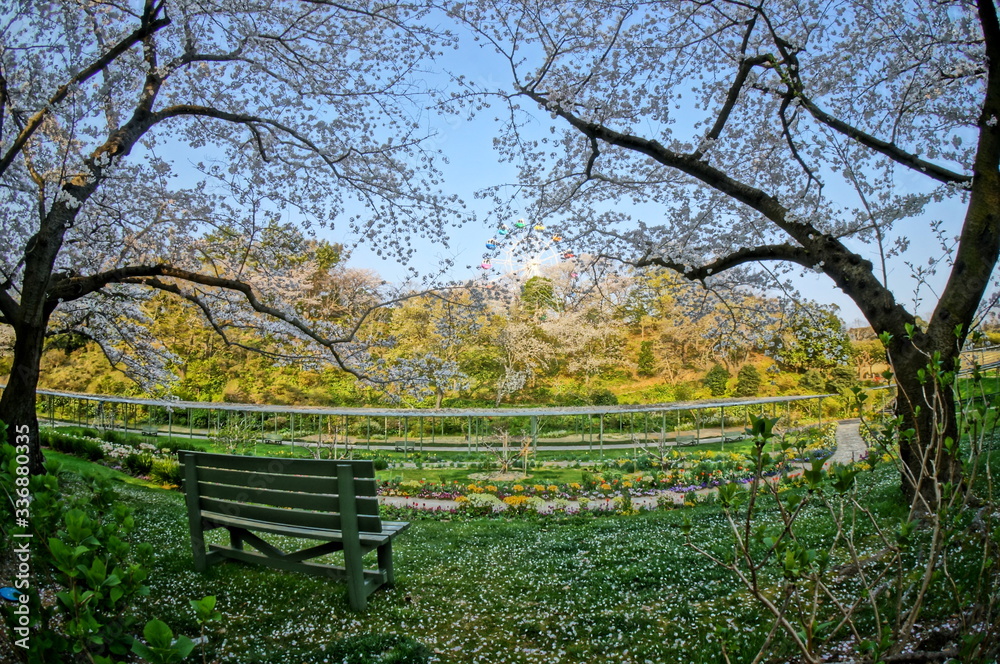 春の日本庭園に咲く色とりどりの植物と桜
春の日本庭園に咲く色とりどりの植物と桜