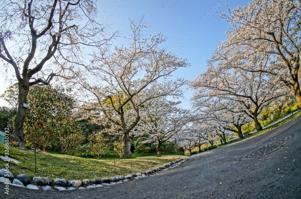 森の中の満開に咲く桜と緑色 森の中の満開に咲く桜と緑色